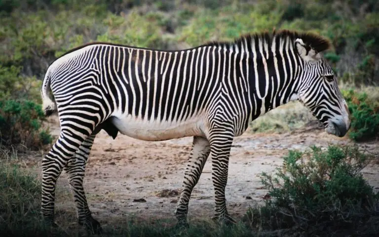 Tanzania Book