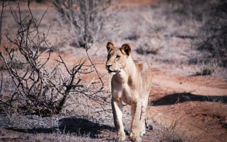 Tanzania Book