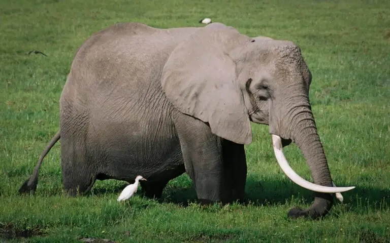 Tanzania Book