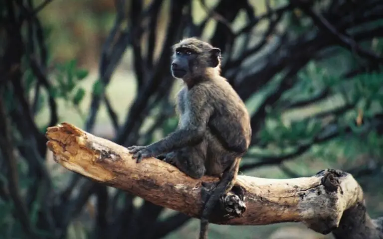 Tanzania Book