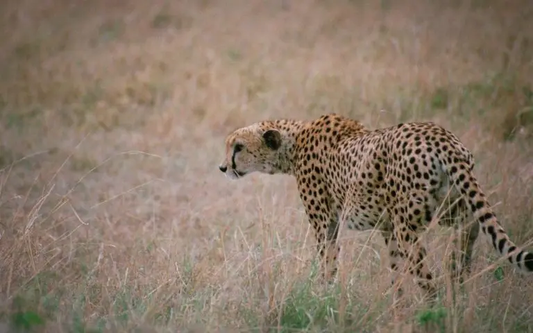 Tanzania Book