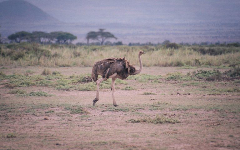 Tanzania Book